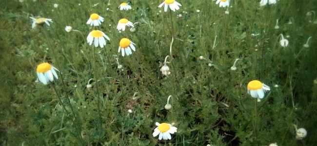 Chamomile