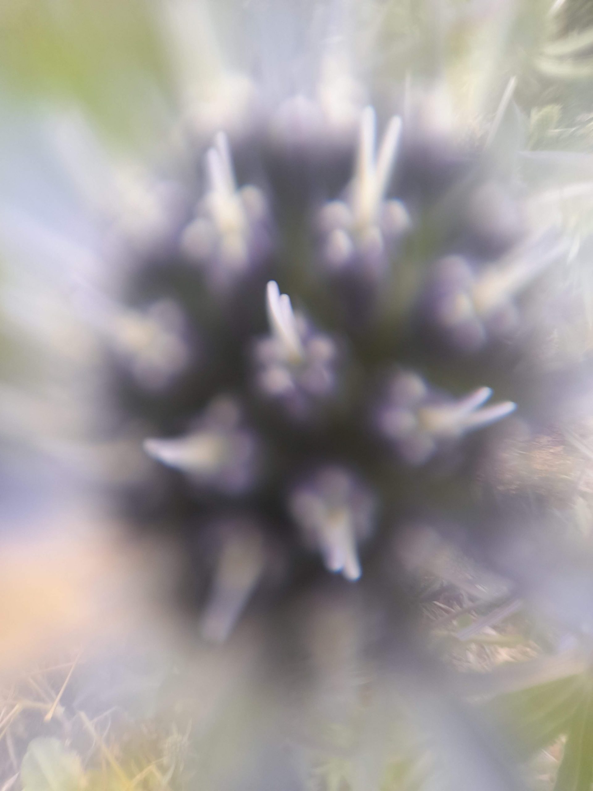 Looks like COVID but it's sea holly
