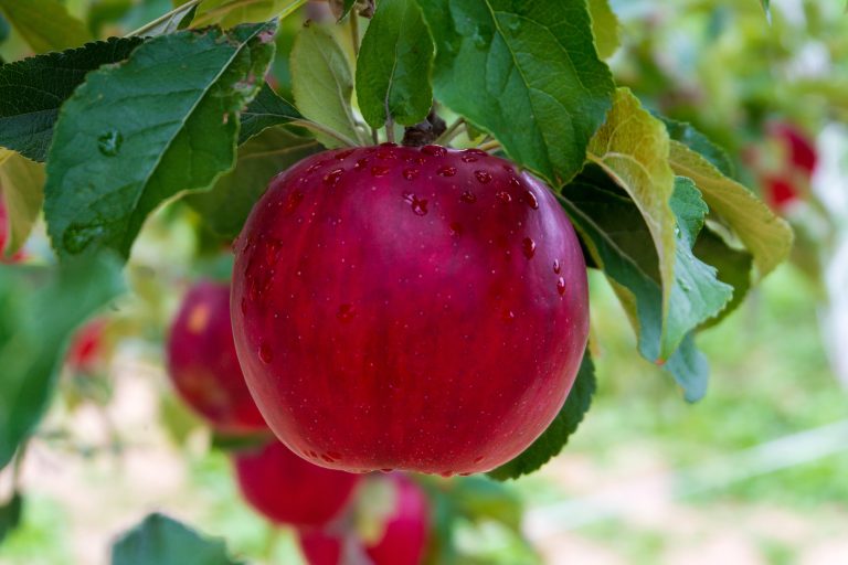 Can an apple a day help you recover from COVID?