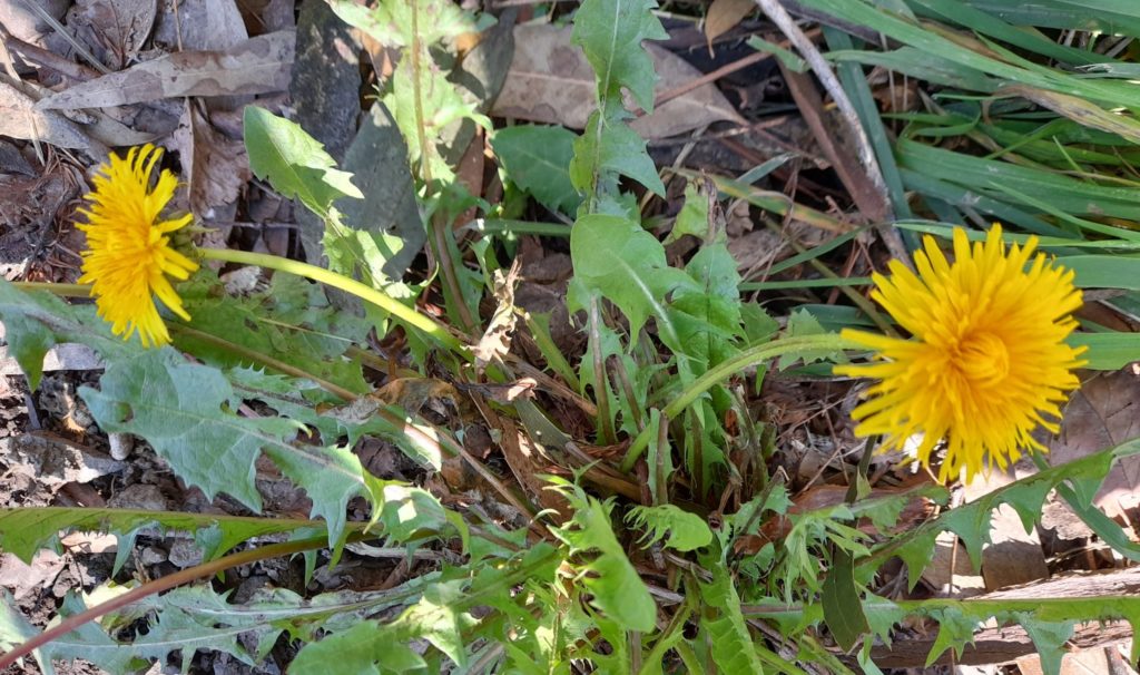 Dandelions - a powerful remedy, not just a weed.
