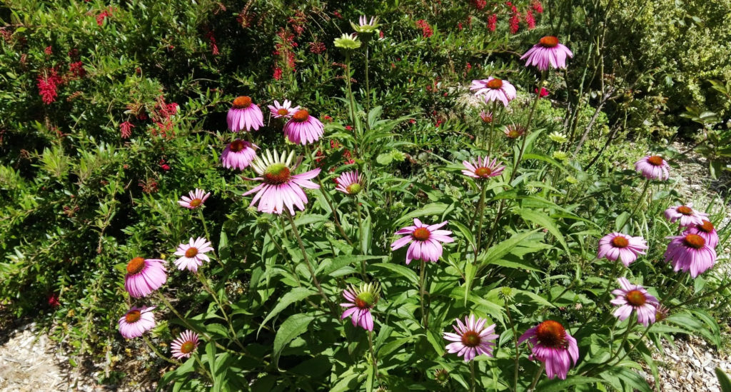 Echinacea at Integrity Health