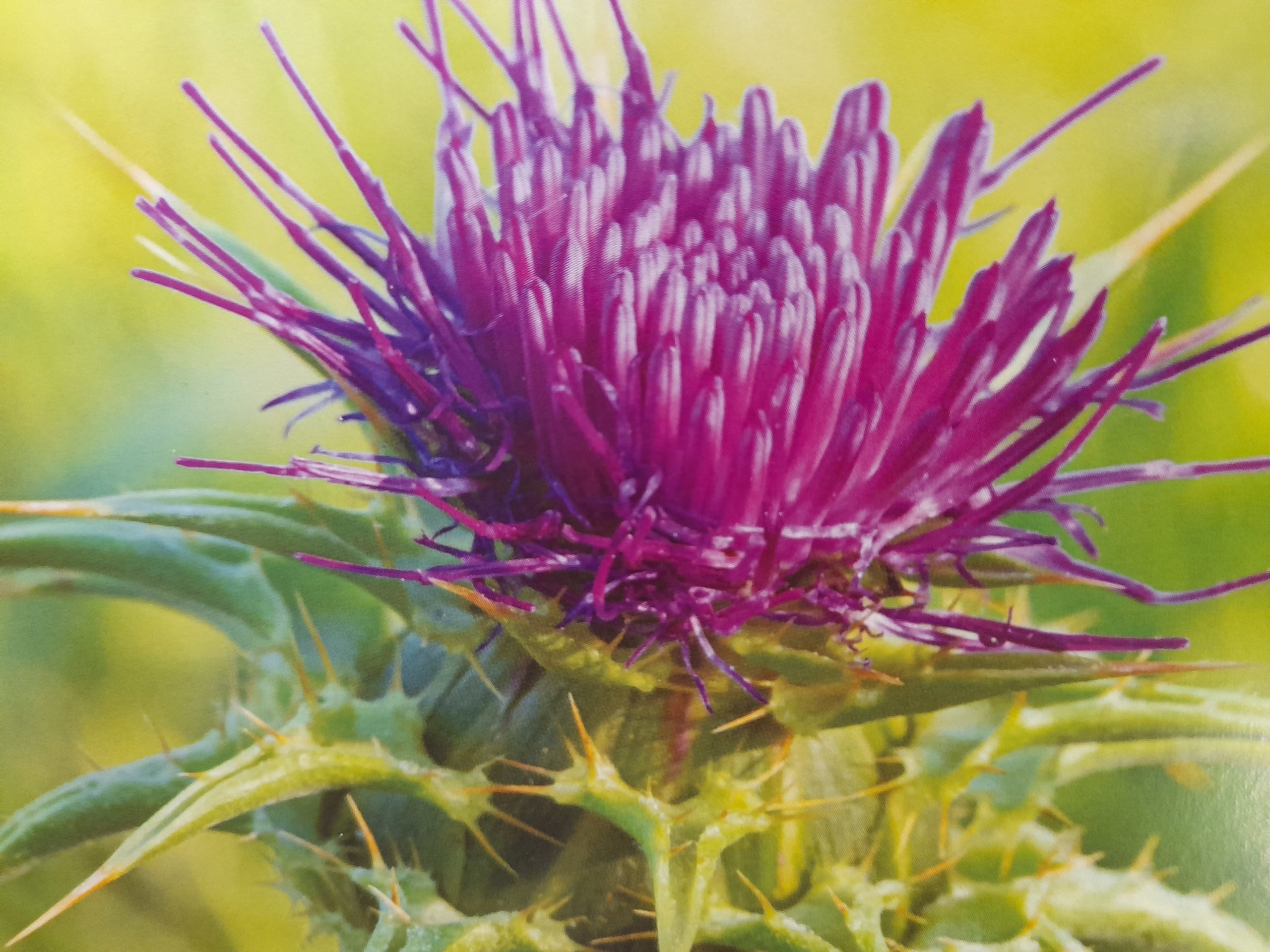 Naturopathic support for quitting alcohol