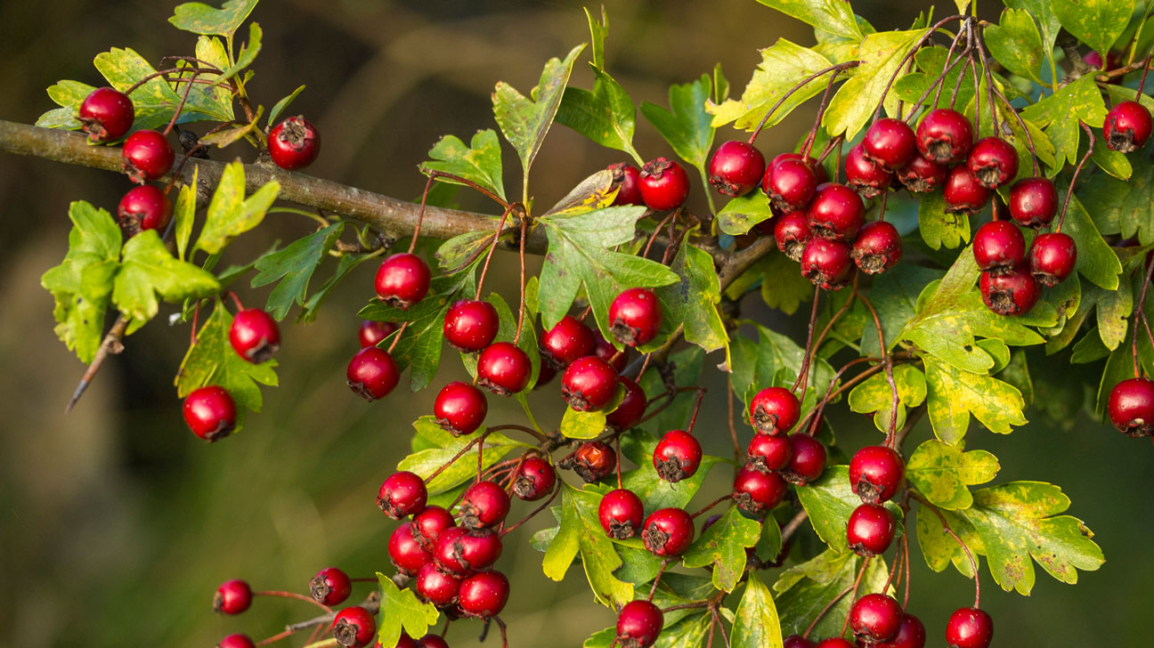 Hawthorn Berry Benefits 1296x728 Feature